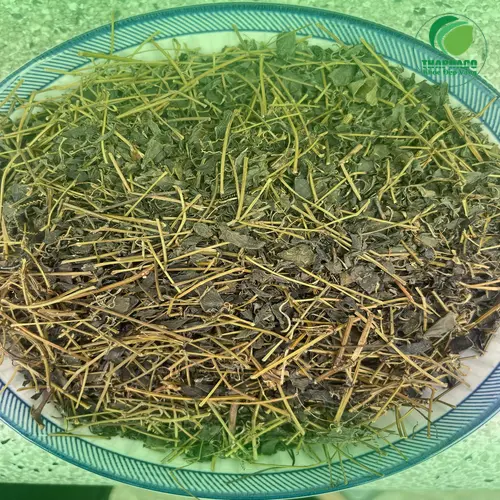 Công dụng hỗ trợ sức khỏe của Giảo Cổ Lam