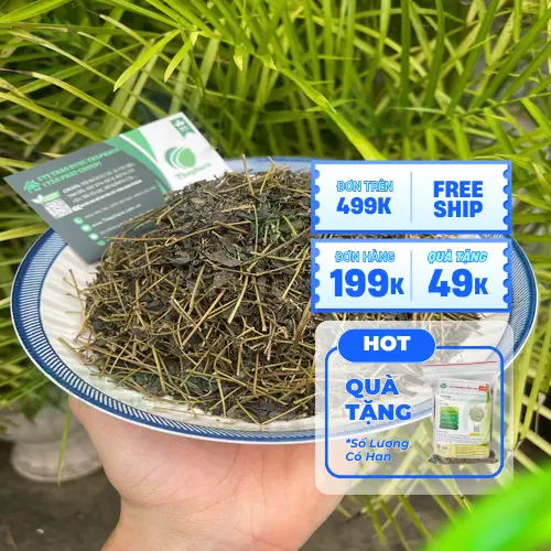 Quy trình sấy Giảo Cổ Lam khô THAPHACO hiện đại