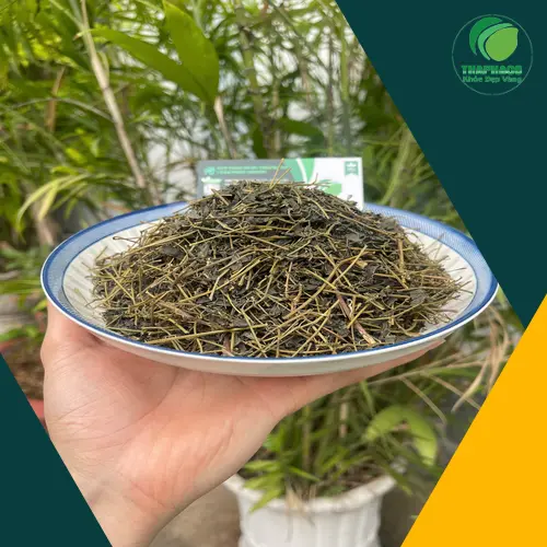 Lưu ý quan trọng khi sử dụng giảo cổ lam