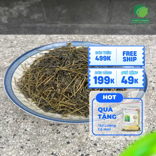 Bảo quản Giảo Cổ Lam khô đúng cách để giữ chất lượng