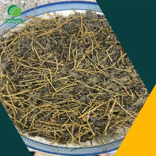Địa chỉ THAPHACO bán Giảo Cổ Lam khô tại TP.HCM
