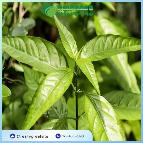 Phụ nữ mang thai cần thận trọng khi sử dụng thảo dược