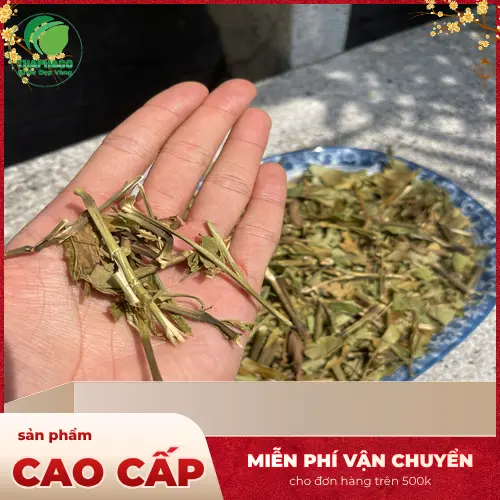 Hình ảnh cây Hoàn Ngọc trắng với đặc điểm lá xanh nhạt