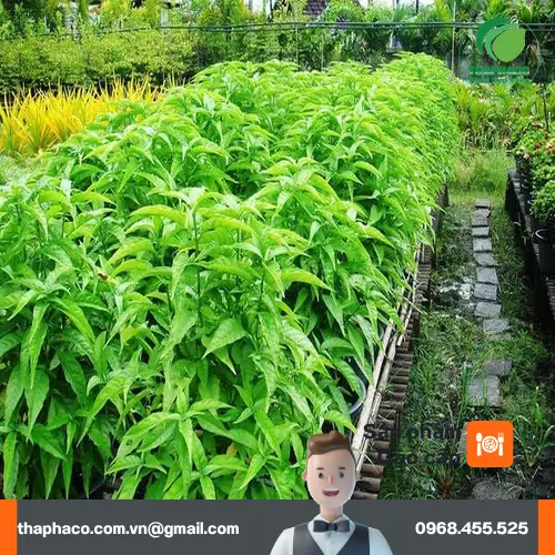 Hình ảnh cây Hoàn Ngọc đỏ với mặt dưới lá màu đỏ tía