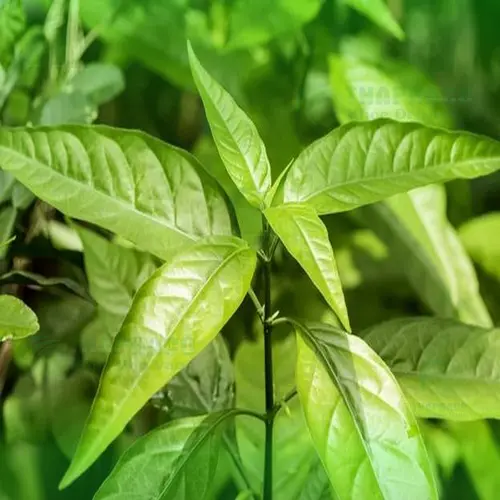 Bảng so sánh chi tiết Hoàn Ngọc trắng và Hoàn Ngọc đỏ