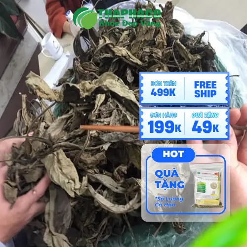 Nguy cơ ẩm mốc khi bảo quản lá Khôi Tía khô không đúng cách