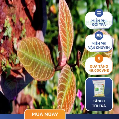Thảo dược THAPHACO
