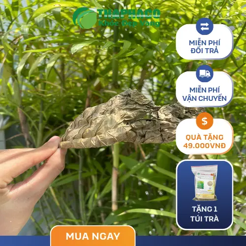Hình ảnh Lá Khôi Tía khô và những thắc mắc thường gặp