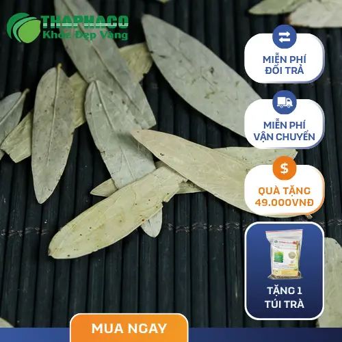 Đặc điểm nhận biết Phan Tả Diệp khô