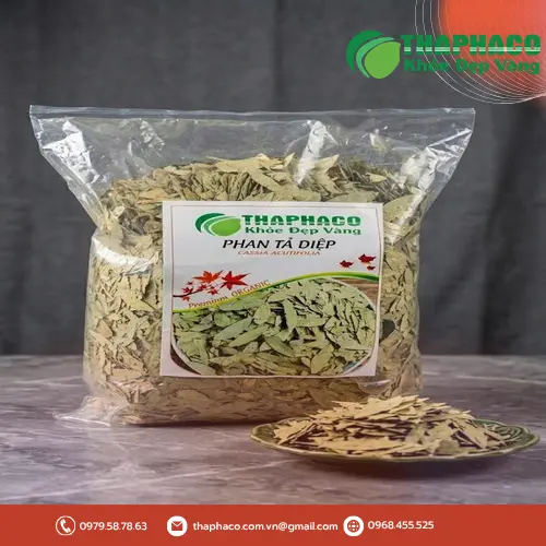 Pha trà Phan Tả Diệp để sử dụng