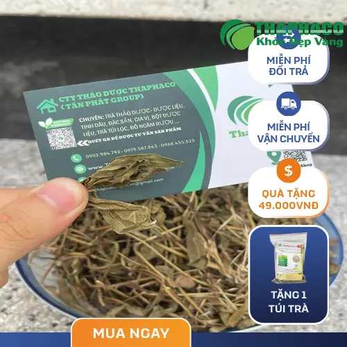 Cách sử dụng Sài Đất an toàn tại nhà