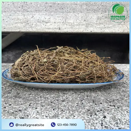 Thảo dược Sài Đất khô chất lượng tại THAPHACO