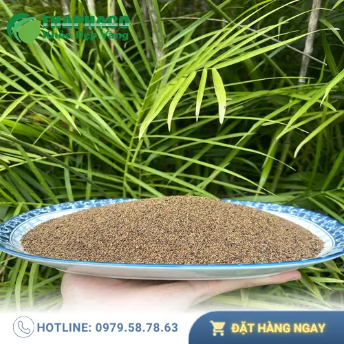 Hạt Thỏ Ty Tử đã được sơ chế và phơi khô