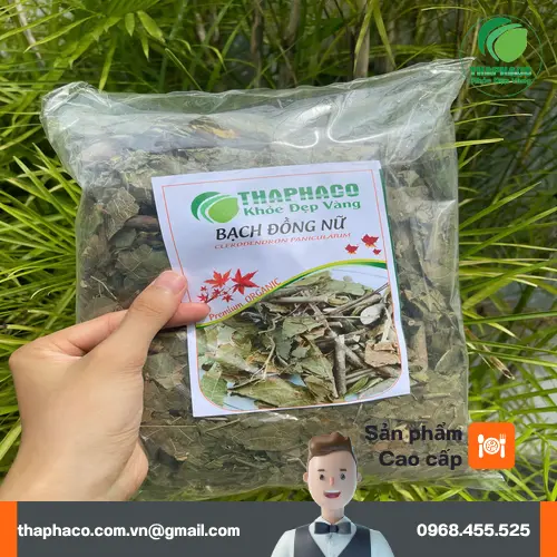 Lá Bạch Đồng Nữ tươi với những đường gân rõ nét