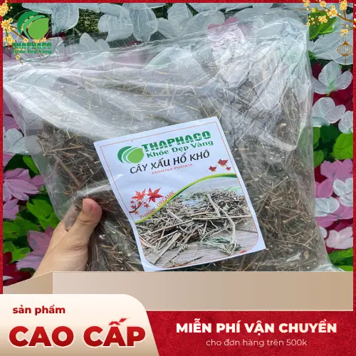 Cách dùng cây xấu hổ khô đúng chuẩn