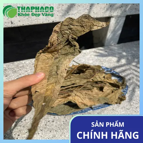 Tham khảo ý kiến bác sĩ trước khi dùng lá khôi tía