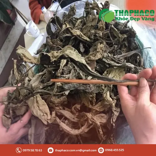 Các bước pha trà Lá Khôi Tía sấy khô đúng cách