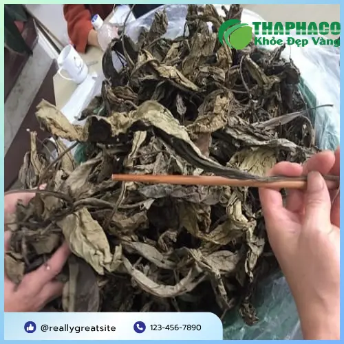 Phản ứng dị ứng khi dùng lá khôi tía sai cách
