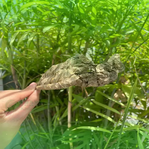 Thưởng thức trà Lá Khôi Tía sấy khô cùng mật ong