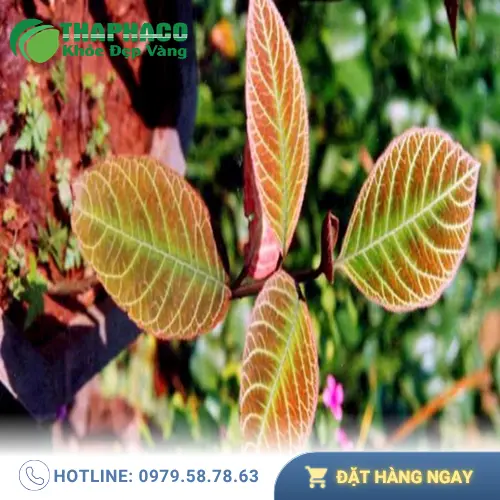 Đối tượng phù hợp sử dụng Lá Khôi Tía khô