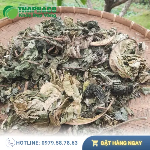 Liên hệ THAPHACO để mua Lá Khôi Tía sấy khô chất lượng