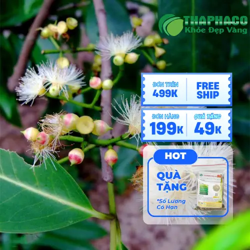 Bà bầu và việc cân nhắc dùng thảo dược