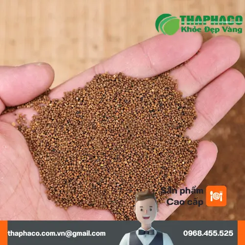 Thận trọng khi dùng Thỏ Ty Tử với thuốc tây