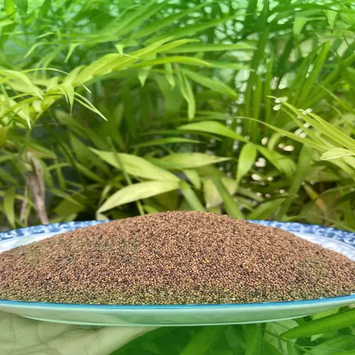 Tham khảo ý kiến bác sĩ khi dùng Thỏ Ty Tử với thuốc Tây