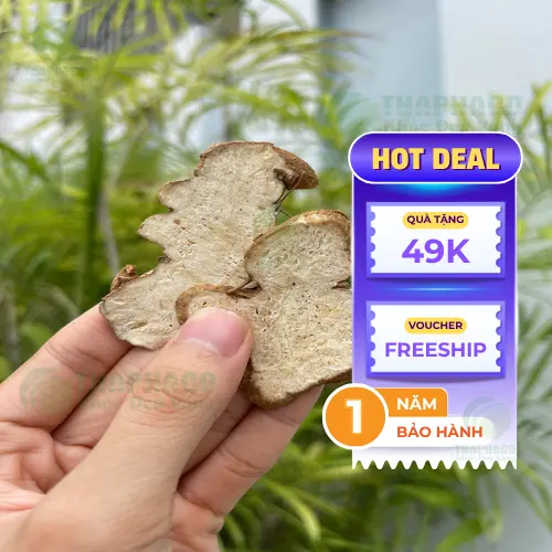 THAPHACO cung cấp Bạch Truật chất lượng, có nguồn gốc rõ ràng