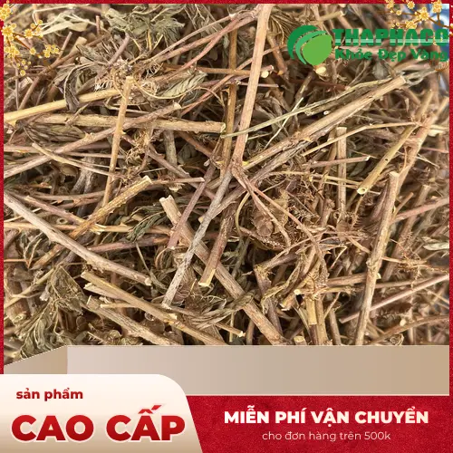 Tiêu chí chọn mua cây xấu hổ khô