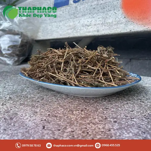 Cây xấu hổ khô THAPHACO giá tốt tại TP.HCM