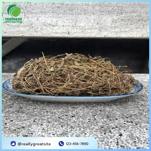 Sài đất cho trẻ sơ sinh
