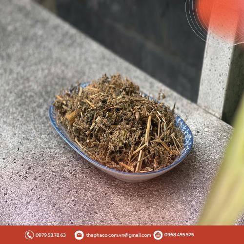 Đặc điểm nhận biết cây dền gai khô chuẩn