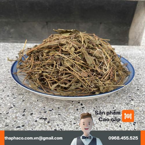 Sơ chế dược liệu sài đất