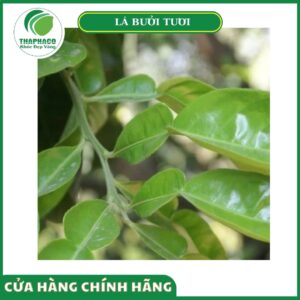 Giá bán lá bưởi tươi cao cấp của Thaphaco