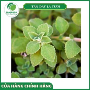 Quy trình sản xuất tần dày lá tươi Thaphaco