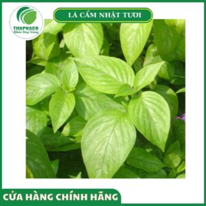 Những lý do bạn nên mua lá cẩm nhật tươi tại Thaphaco