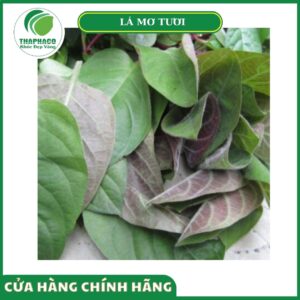 Lợi ích nhận được khi chọn mua lá mơ tươi tại Thaphaco