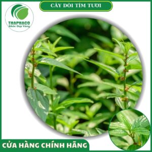Sản phẩm dòi tím tươi cao cấp Thaphaco