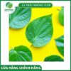Đối tượng nên sử dụng lá trầu không tươi