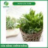 Giá bán ngải cứu tươi cao cấp Thaphaco