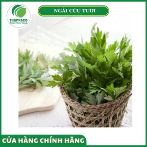 Giá bán ngải cứu tươi cao cấp Thaphaco