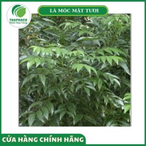 Giá bán sản phẩm lá móc mật tươi Thaphaco