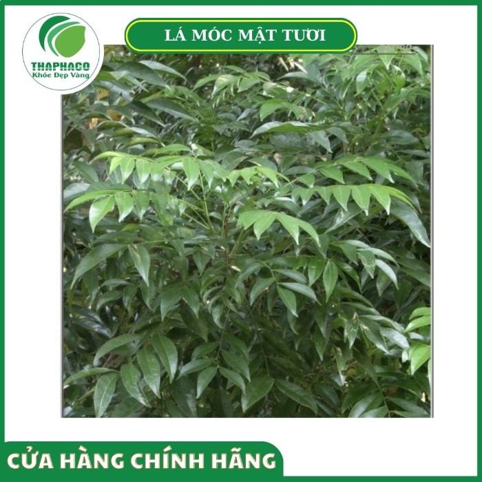 Giá bán sản phẩm lá móc mật tươi Thaphaco