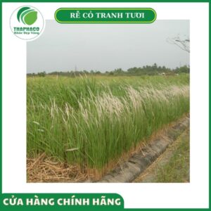 Vùng trồng và quy trình thu hái rễ cỏ tranh Thaphaco