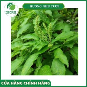 hương nhu tươi cao cấp của Thaphaco