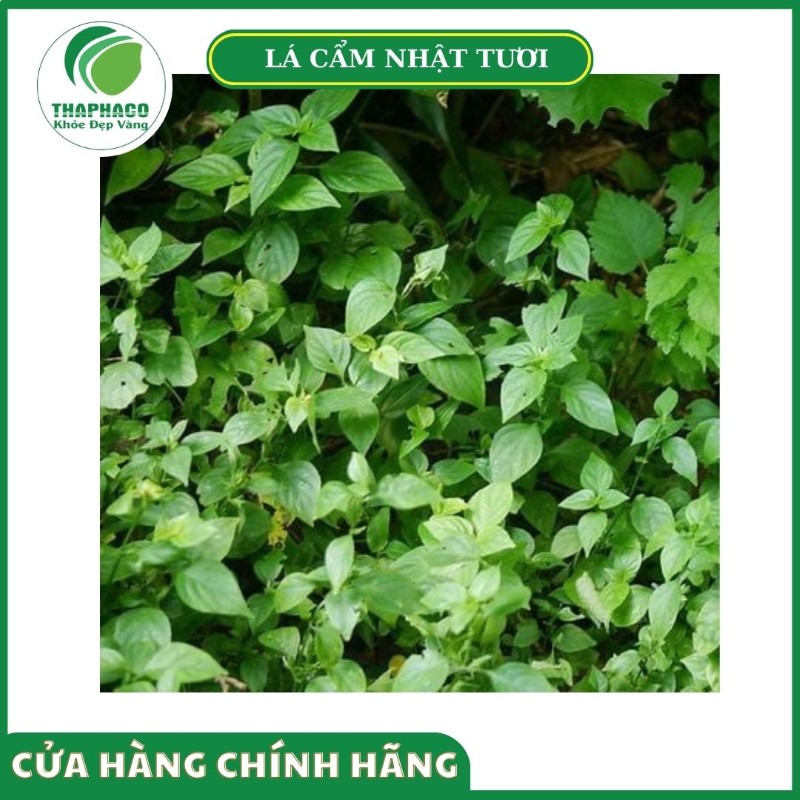 Cam kết của Thảo Dược Tươi khi cung cấp lá cẩm tươi cho khách hàng