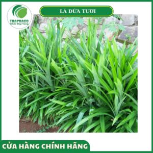 Lợi ích khi chọn mua lá dứa tươi của Thaphaco