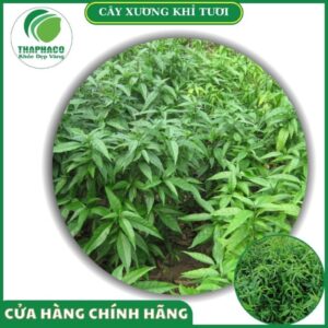 Sản phẩm cây xương khỉ tươi cao cấp của Thaphaco