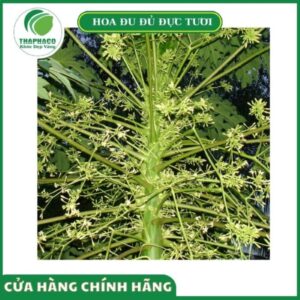 Giá bán hoa đu đủ đực tươi Thaphaco